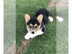 Pembroke Welsh Corgi PUPPY FOR SALE ADN-776473 - Enchanted Corgis Pembroke Welsh