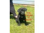 Adopt Andy a Labrador Retriever