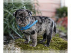 Jug-Pug Mix PUPPY FOR SALE ADN-776379 - Rascal Pug Hybrid Puppy