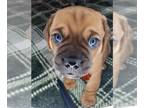 French Bull Weiner PUPPY FOR SALE ADN-776232 - French weenies
