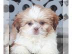 Shih Tzu PUPPY FOR SALE ADN-776114 - Lightning Precious ACA Shihtzu