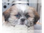 Shih Tzu PUPPY FOR SALE ADN-776109 - Thunder