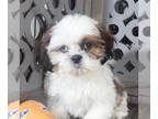 Shih Tzu PUPPY FOR SALE ADN-776108 - Prince Snuggly ACA Shihtzu