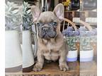 French Bulldog PUPPY FOR SALE ADN-776104 - AKC French Bulldog Pups