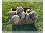 Labrador Retriever PUPPY FOR SALE ADN-776096 - AKC silver labs