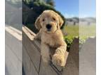 Goldendoodle PUPPY FOR SALE ADN-776083 - Beautiful Golden Doodle puppies