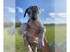 Great Dane PUPPY FOR SALE ADN-776079 - AKC Great Dane Puppies