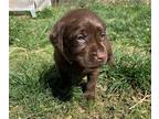 Labrador Retriever PUPPY FOR SALE ADN-776478 - Tan collar