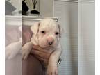 Boxer PUPPY FOR SALE ADN-776471 - Boxer Puppy