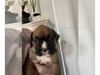 Boxer PUPPY FOR SALE ADN-776469 - Boxer Puppy