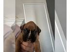 Boxer PUPPY FOR SALE ADN-776468 - Boxer Puppy
