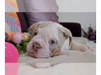 Bulldog PUPPY FOR SALE ADN-776467 - YummyBeans