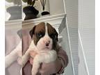 Boxer PUPPY FOR SALE ADN-776465 - Boxer Puppy