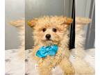 Pom-A-Poo PUPPY FOR SALE ADN-776464 - Puffin