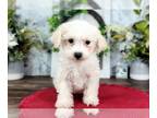 Poochon PUPPY FOR SALE ADN-776433 - Harper