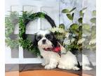 Shih Tzu PUPPY FOR SALE ADN-776430 - Angus