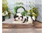 Shih Tzu PUPPY FOR SALE ADN-776429 - Ace