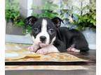 Boston Terrier PUPPY FOR SALE ADN-776423 - Cleo
