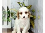 Cavapoo PUPPY FOR SALE ADN-776421 - Bear