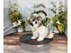 Shih Tzu PUPPY FOR SALE ADN-776418 - Charlie