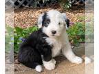 Sheepadoodle PUPPY FOR SALE ADN-776410 - Sheepadoodle puppy