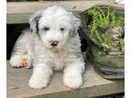 Sheepadoodle PUPPY FOR SALE ADN-776404 - Sheepadoodle puppies