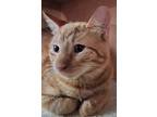 Adopt Tiny Garfield a Orange or Red Domestic Shorthair / Mixed (short coat) cat