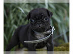 Jug-Pug Mix PUPPY FOR SALE ADN-776382 - Ricky Pug Hybrid Puppy