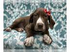 Great Dane PUPPY FOR SALE ADN-776380 - Polly