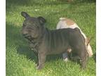 French Bulldog PUPPY FOR SALE ADN-776378 - Frenchie Puppy