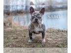 French Bulldog PUPPY FOR SALE ADN-776377 - Saint