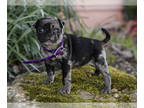 Jug-Pug Mix PUPPY FOR SALE ADN-776375 - Ruth Pug Hybrid Puppy