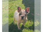 French Bulldog PUPPY FOR SALE ADN-776374 - Frenchie Puppy