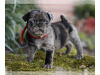 Jug-Pug Mix PUPPY FOR SALE ADN-776372 - Rosy Pug Hybrid Puppy