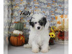 Poodle (Toy) PUPPY FOR SALE ADN-776364 - APRI Poodle female Indy