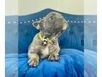 French Bulldog PUPPY FOR SALE ADN-776353 - BLUE BRINDLE
