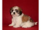 Shih Tzu PUPPY FOR SALE ADN-776347 - AKC CKC Shih Tzu Puppies