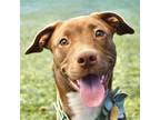Adopt PI a Pit Bull Terrier / Mixed dog in Pleasanton, CA (38871613)