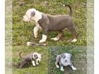 American Bully PUPPY FOR SALE ADN-776280 - XL Bully