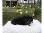 Aussiedoodle Miniature PUPPY FOR SALE ADN-776272 - Mini Aussiedoodle For Sale