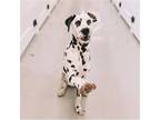 Adopt Z COURTESY LISTING: LUKE a Dalmatian / Mixed dog in Miami, FL (38608767)