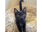 Adopt Beryllium a Black (Mostly) Domestic Shorthair / Mixed (short coat) cat in