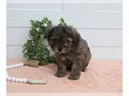 Cavapoo PUPPY FOR SALE ADN-776230 - Cavapoo For Sale Holmesville OH