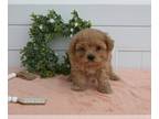 Cavapoo PUPPY FOR SALE ADN-776226 - Cavapoo For Sale Holmesville OH