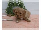Cavapoo PUPPY FOR SALE ADN-776219 - Cavapoo For Sale Holmesville OH