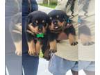 Rottweiler PUPPY FOR SALE ADN-776216 - Rottweiler Puppy 5weeks