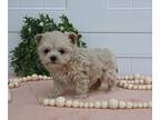 Maltipoo PUPPY FOR SALE ADN-776214 - Maltipoo For Sale Holmesville OH