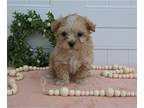 Maltipoo PUPPY FOR SALE ADN-776210 - Maltipoo For Sale Holmesville OH