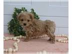 Maltipoo PUPPY FOR SALE ADN-776208 - Maltipoo For Sale Holmesville OH