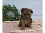 Maltipoo PUPPY FOR SALE ADN-776204 - Maltipoo For Sale Holmesville OH